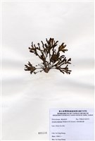 藏品(有柄褐扇藻)的圖片